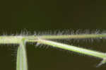 Softleaf rosette grass